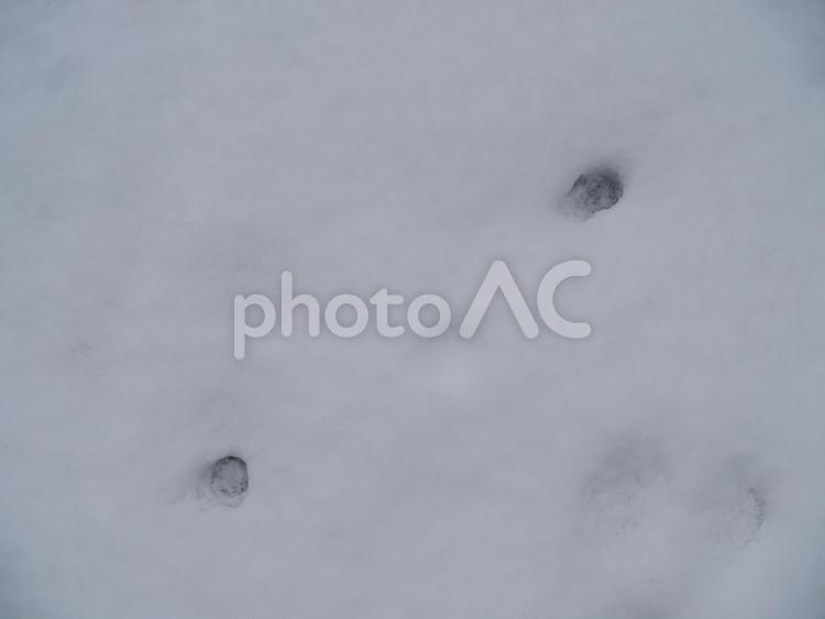 冬　雪　素材　広告　文字入れ　おしゃれ コピースペース,スペース,コピーの写真素材