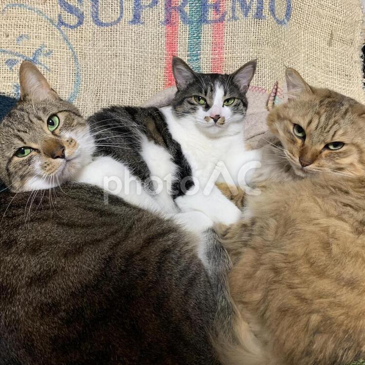 猫　複数 猫,子猫,可愛いの写真素材