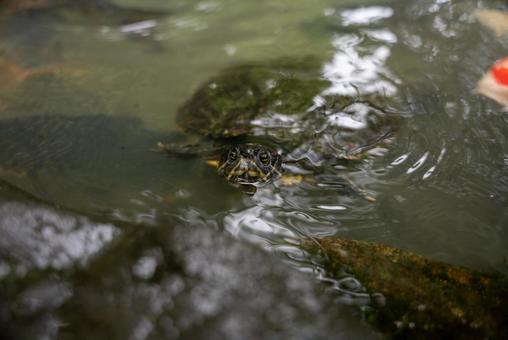 水面から顔を出すカメ カメ,亀,水の写真素材