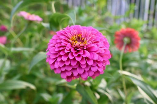 ジニア４ ジニア,花,かわいいの写真素材