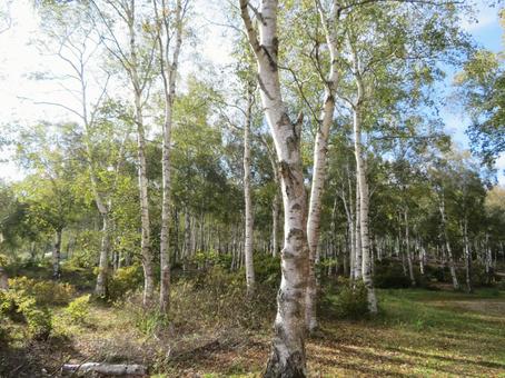 日本一美しい長野、八千穂高原の白樺群生地 日本一美しい長野、八千穂高原の白樺群生地の写真