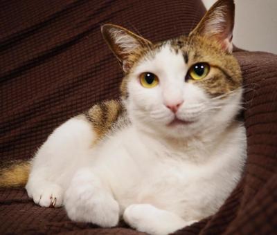 くつろぐ猫 くつろぐ猫の写真