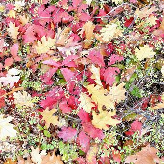 紅葉　落ち葉　キレイ色 赤,葉っぱ,落ち葉の写真素材