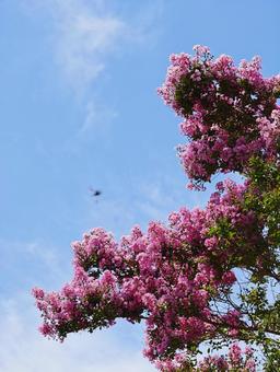青空に映えるピンクのサルスベリ サルスベリ,百日紅,花の写真素材