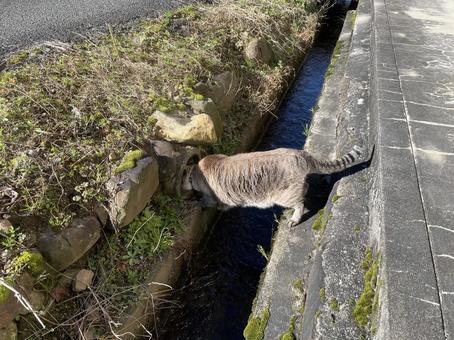 猫の冒険 猫の冒険 猫,ペット,癒しの写真素材