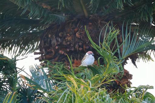 Jungle Sparrow, JPG