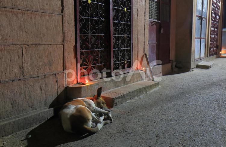 インド　ジョードプルの旧市街の野良犬 犬,野良犬,寝るの写真素材