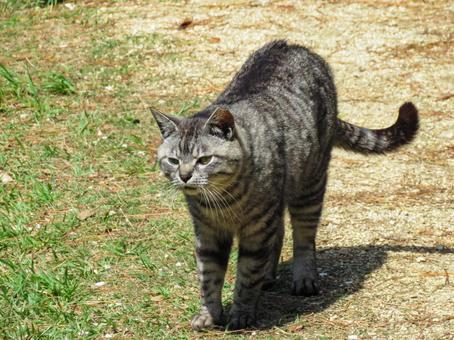 こちらに向かって歩いてくる猫 こちらに向かって歩いてくる猫 猫,動物,哺乳類の写真素材
