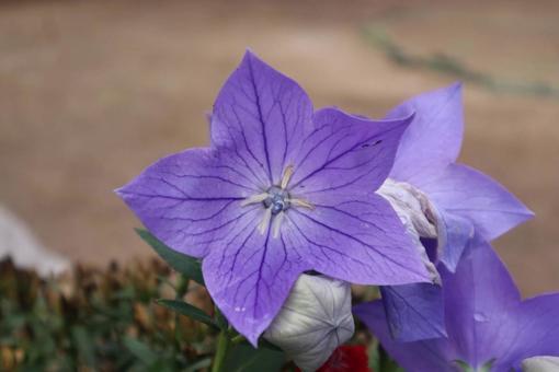 蟻の火吹き 蟻の火吹き 花,フラワー,自然の写真素材