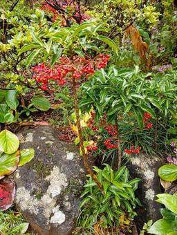雨に濡れた万両 万両,雨に濡れた,赤い実の写真素材