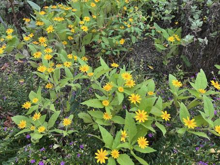 メランポジウム メランポジウム,花,キク科の写真素材
