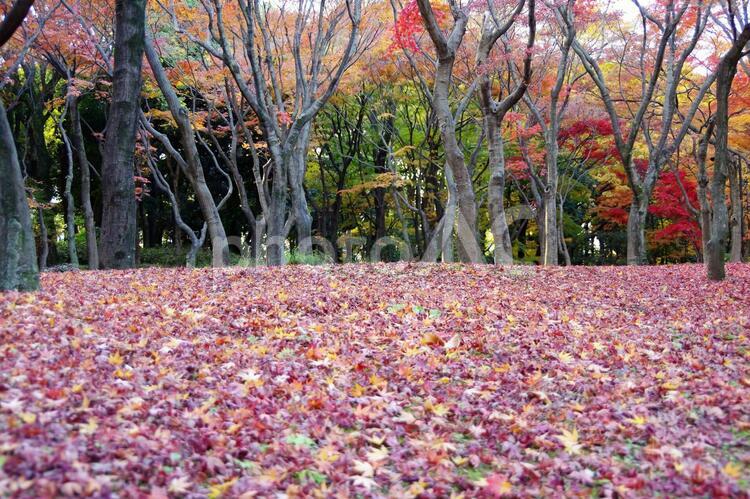 北の丸公園の風景 北の丸公園,絨毯,風景の写真素材
