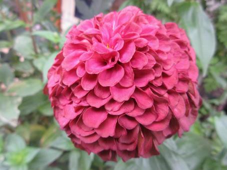 ジニア ジニア,ヒャクニチソウ,ピンクの写真素材