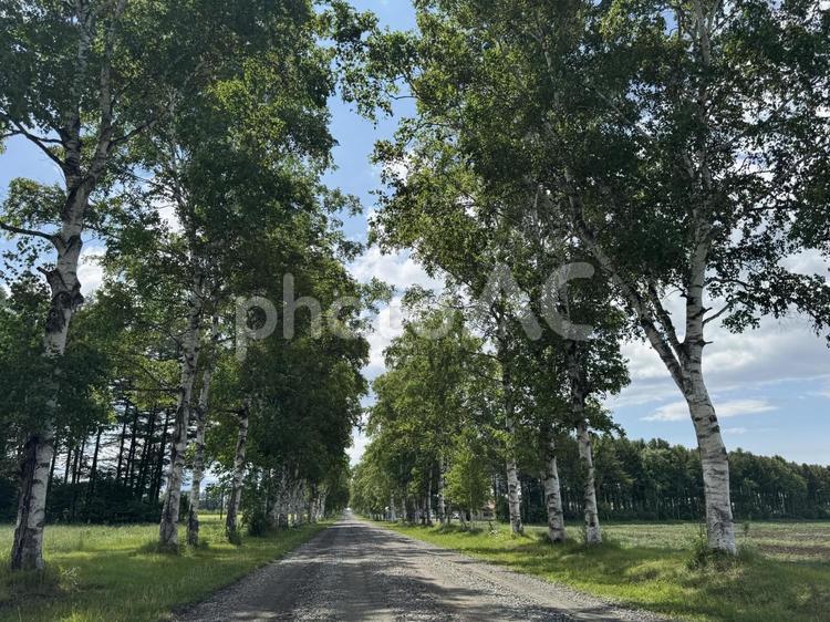 白樺並木 白樺,並木道,木々の写真素材