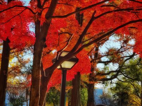 モミジの紅葉と街灯と秋晴れの青空 モミジの紅葉と街灯と秋晴れの青空 秋,秋空,空の写真素材