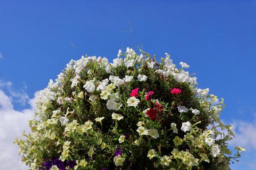 7月中旬のさぬきフラワーガーデンの花 7月中旬のさぬきフラワーガーデンの花 花,植物,空の写真素材