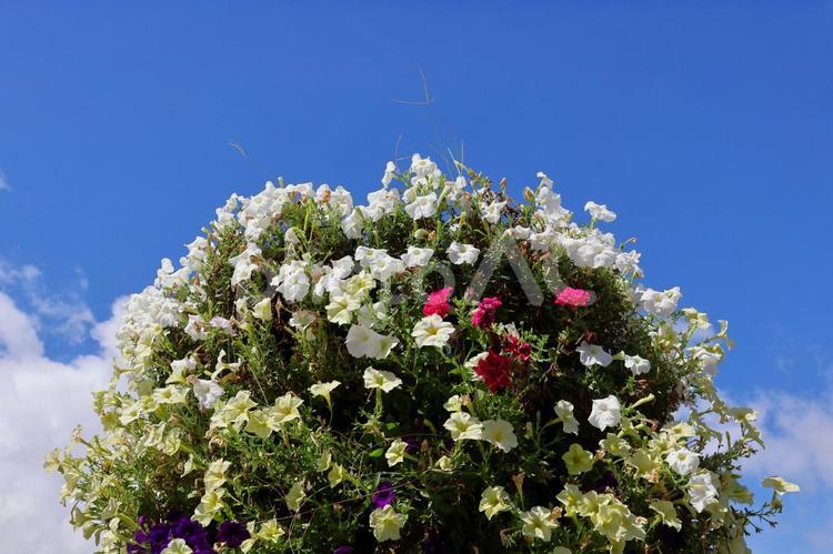 ７月中旬のさぬきフラワーガーデンの花 花,植物,空の写真素材