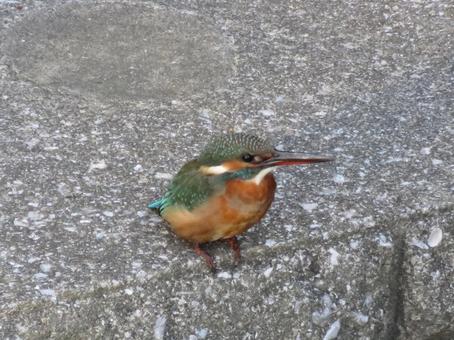 カワセミの写真