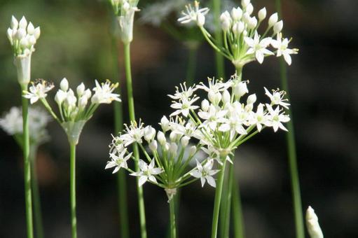 ニラ・ガーリックチャイブの咲く風景 フラワー,ニラ,白色の写真素材