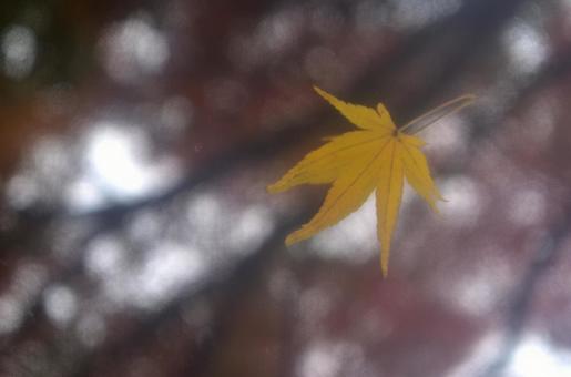 秋:紅葉11 秋:紅葉11の写真
