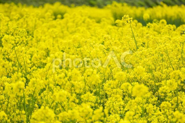 満開の菜の花畑の背景素材 春,菜の花,アブラナの写真素材