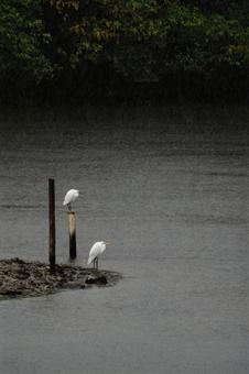 サギ サギ サギ,ダイサギ,コサギの写真素材