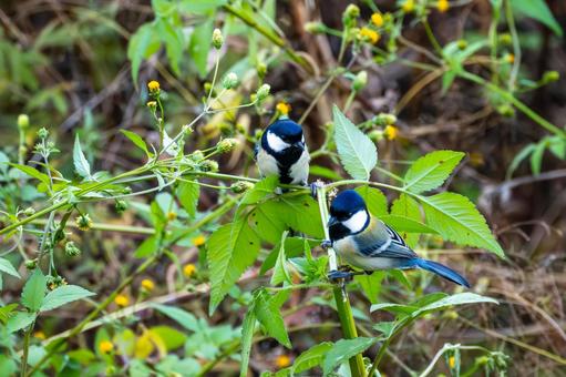 シジュウカラ(101) 野鳥,鳥,シジュウカラの写真素材
