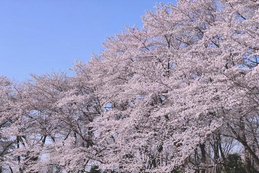 満開の桜の花と青空 満開の桜の花と青空の写真