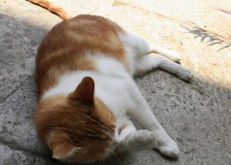 ネコ ネコの写真