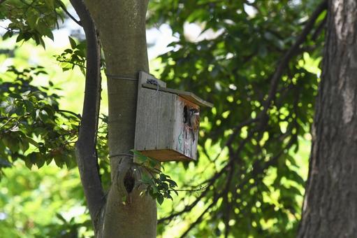 Sparrow's House, JPG Sparrow's House, JPG