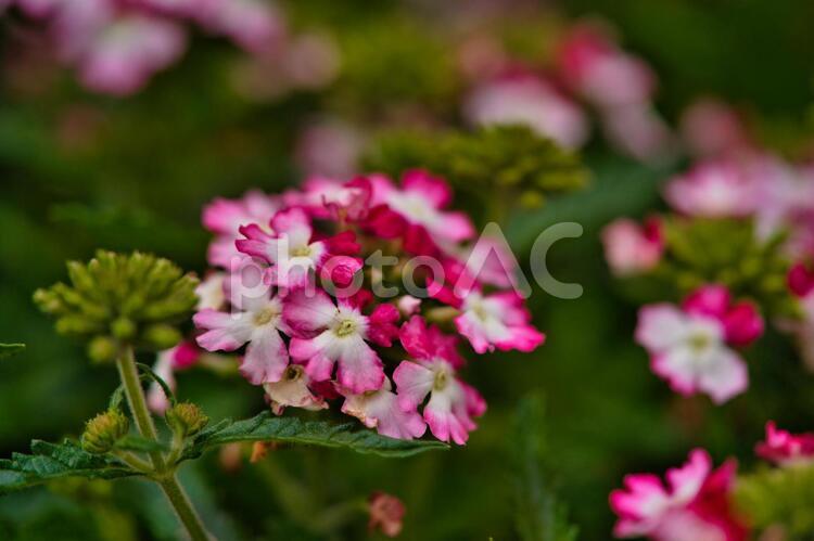 濃いピンクと白の小花 ピンク,白,小花の写真素材