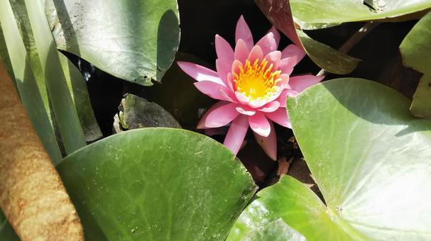 Water Lily, JPG