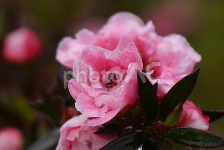雨上がり　ピンク色のツツジ 花,春の花,花壇の写真素材