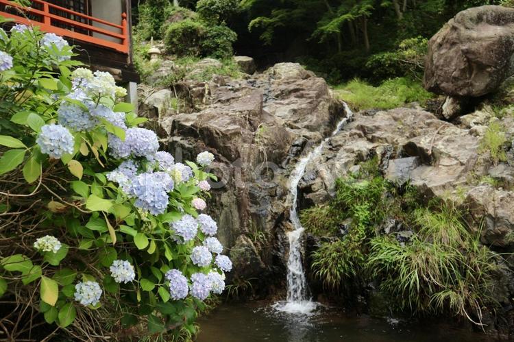 あじさいと水の流れ アジサイ,紫陽花,水の写真素材