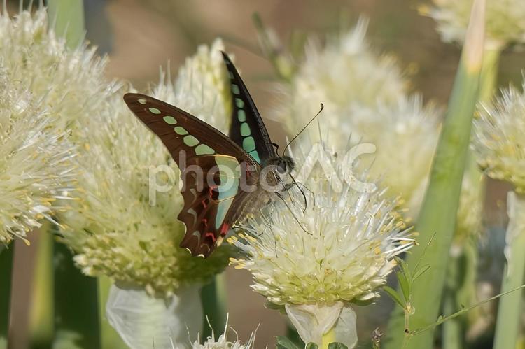 【昆虫写真】アオスジアゲハ 自然,風景,生き物の写真素材