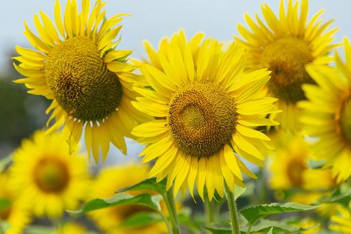 ひまわりの花 ひまわりの花の写真