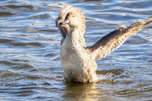 オナガガモの羽ばたき⑷ カモ,オナガガモ,メスの写真素材