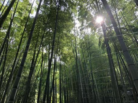 台風後 竹林,養生,台風の写真素材