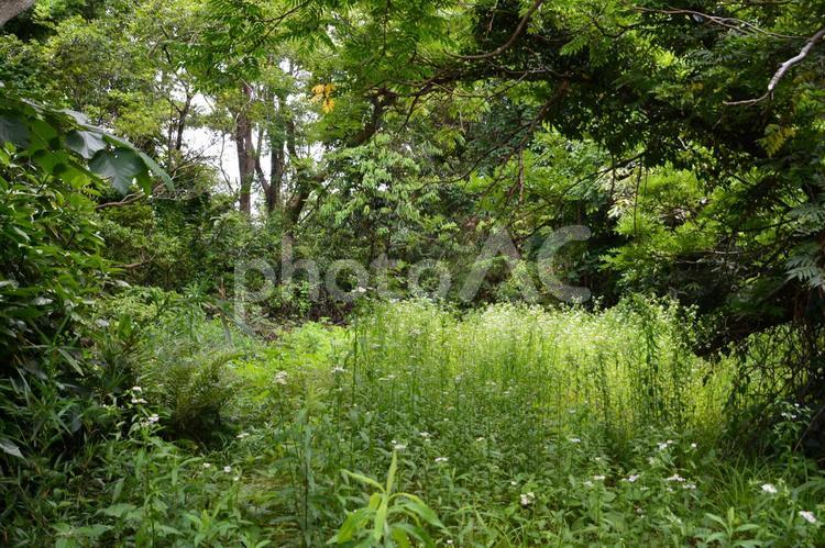 林の中の草原 草原,草地,湿地の写真素材