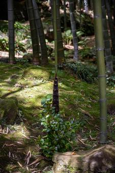 竹の子 竹の子 竹林,竹,見上げるの写真素材