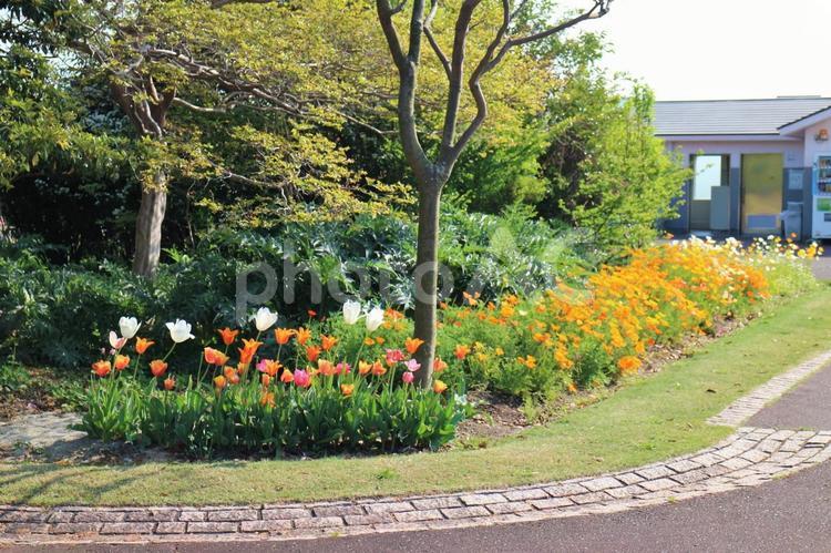 公園の風景 花,チューリップ,ひなげしの写真素材