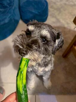 きゅうりを食べるワンコ ミニチュア,ミニシュナ,犬の写真素材