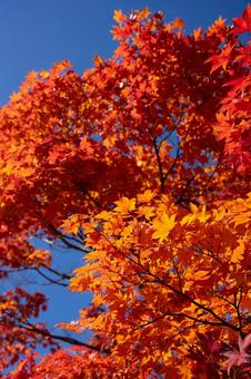 秋の紅葉 真っ赤な楓 秋の紅葉 真っ赤な楓の写真