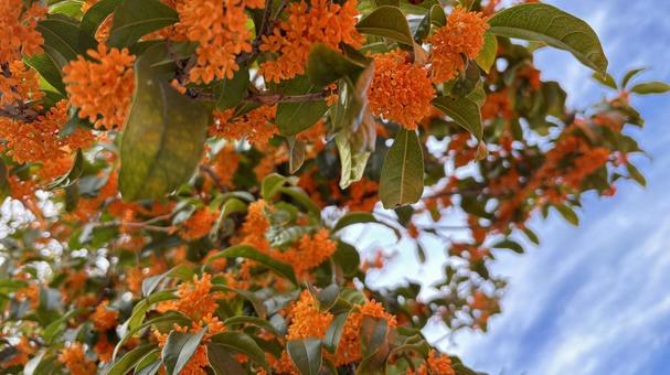 美しい金木犀 金木犀,花,オレンジ色の写真素材