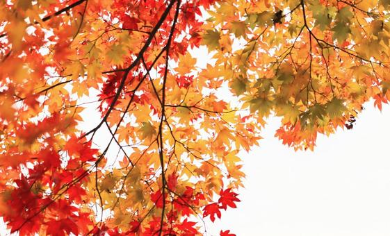 Autumn leaves in Kyoto 2, JPG