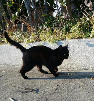 黒猫が尻尾を上げて悠々と歩いている 黒猫が尻尾を上げて悠々と歩いているの写真