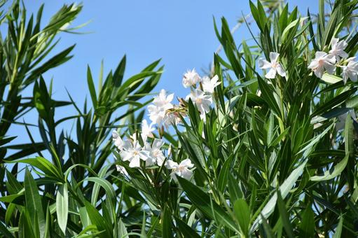 Oleander, JPG