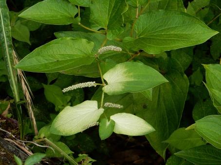 [Flower Photo] Japanese lantern plant, JPG