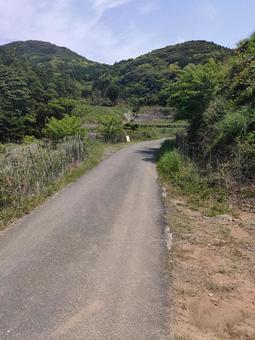 春日の棚田 春日の棚田の写真