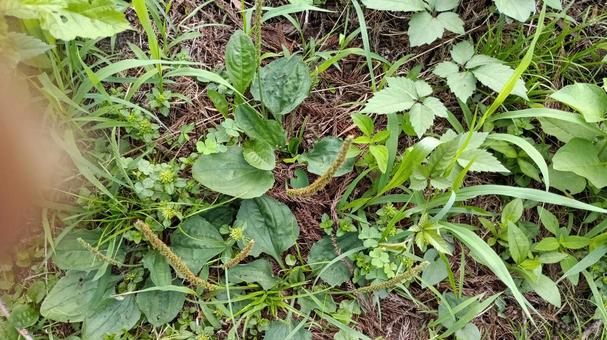 Plantain is used as food and as a traditional Chinese medicine., JPG Plantain is used as food and as a traditional Chinese medicine., JPG